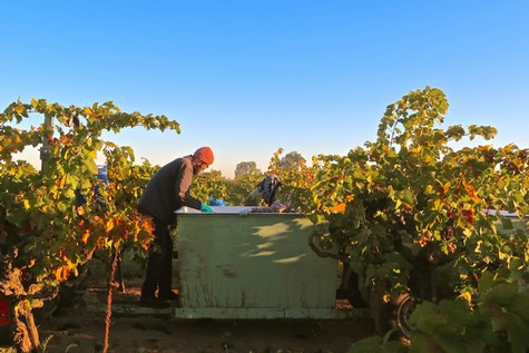 Worker inspecting grapes in a vineyard during harvest in Lodi, California, with lush green vines and clear blue sky.