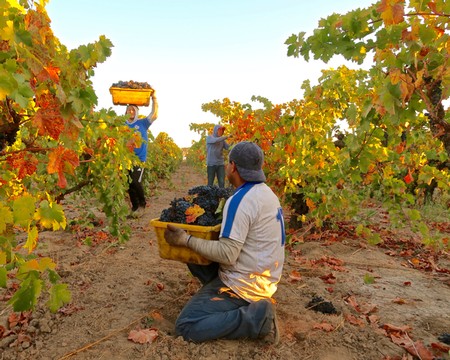 Workers harvest grapes in a Lodi vineyard during the grape harvest season.