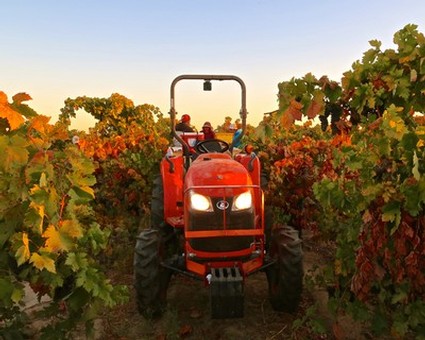 Red tractor in a vineyard with grapevines during sunset, showcasing Lodi winegrape cultivation.