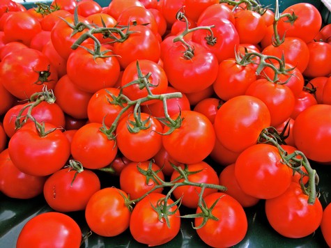 Fresh red tomatoes on the vine, vibrant and ripe, ideal for culinary use and showcasing local produce from Lodi.