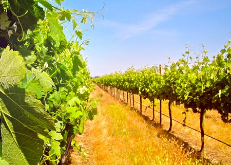 Vineyard rows in Lodi, California, showcasing lush grapevines under a clear blue sky.