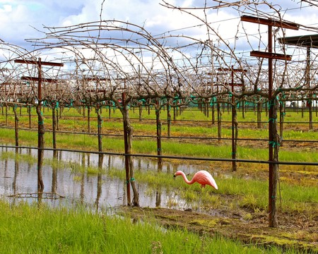 Vineyard in Lodi with leafless grapevines and a pink flamingo ornament near water.