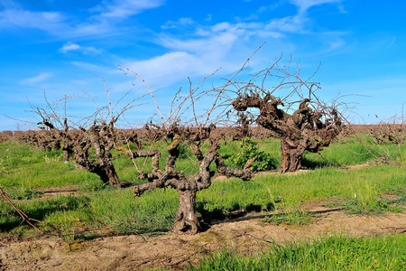 Vineyard with pruned grapevines under a bright blue sky in Lodi, California.