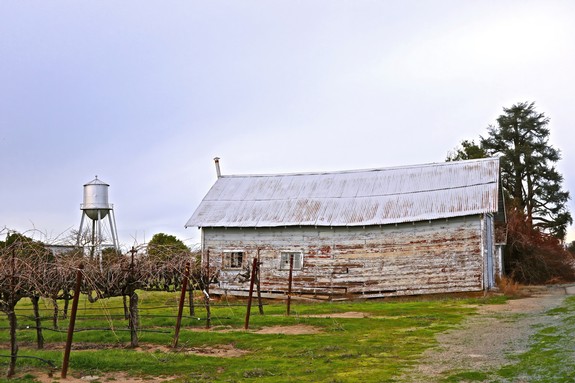Old wooden barn surrounded by grapevines in Lodi wine country, California.