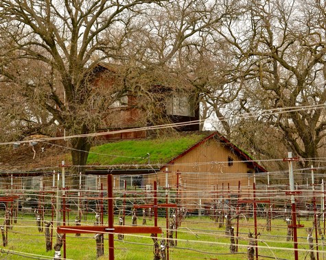 Vineyard with trellised grapevines, trees, and a rustic barn in Lodi, California.