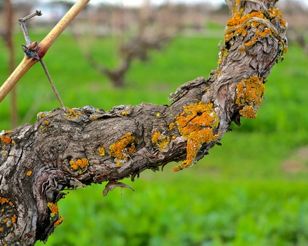 Close-up of a winegrape vine branch with yellow lichen in a vineyard setting.
