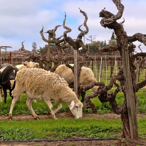 Sheep grazing in a vineyard with gnarled grapevines in Lodi, California, during daytime.