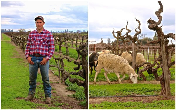 Vineyard with pruned grapevines, a man in plaid shirt, and sheep grazing in Lodi, California.