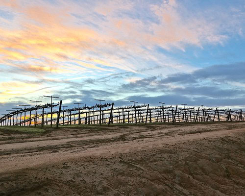 Vineyard rows at sunset in Lodi, California, showcasing grape growing for wine production.