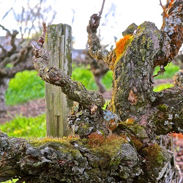 Close-up of a gnarled wine grapevine with moss and bark textures in a vineyard setting.