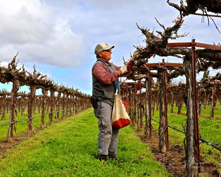 Vineyard worker inspecting grapevines in a Lodi wine grape vineyard during daytime.