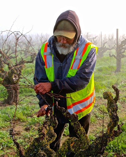 Vineyard worker inspecting grapevines in Lodi wine region, wearing safety vest and hat.