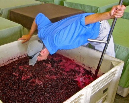 Person inspecting crushed grapes in a winery tank at Lodi Winegrape Commission.