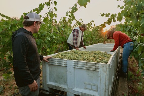 Workers harvesting grapes in a vineyard during sunset for Lodi wine production.