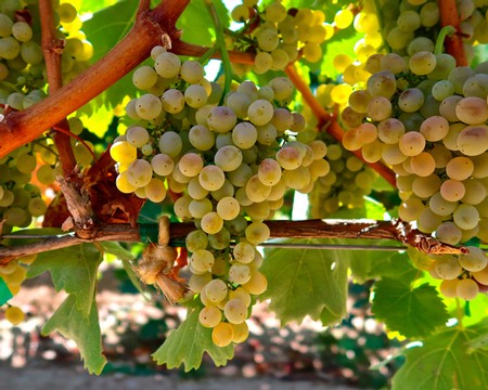 Close-up of ripe white wine grapes on a vine in Lodi, California, ready for harvest.