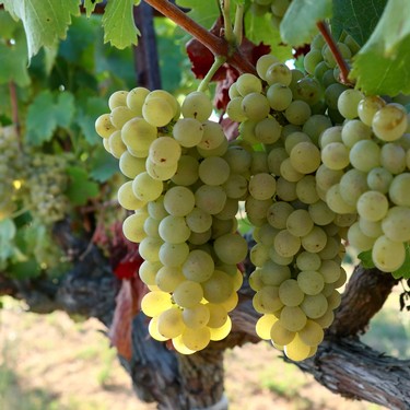 Close-up of a ripe white wine grape cluster hanging from a vine in Lodi, California.