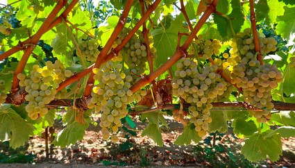 Grapevines with ripe white grapes hanging in a vineyard in Lodi, California.