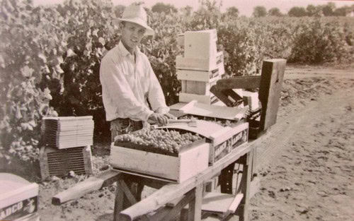 Farmer harvesting grapes in Lodi vineyard with vintage equipment and wide vineyard view.