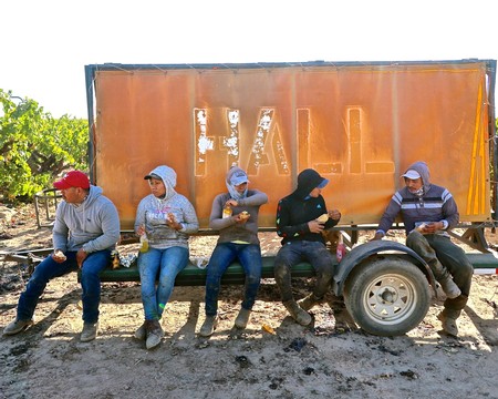 Group of workers resting on a trailer during the Lodi wine grape harvest in California.