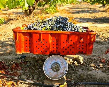 Freshly harvested dark purple winegrapes in a red crate on vineyard soil with a scale nearby.
