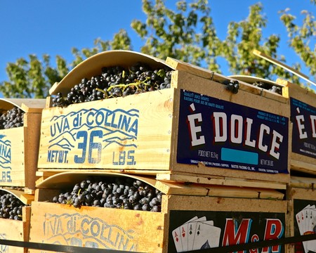 Crates of freshly harvested grapes in Lodi, California, ready for wine production.