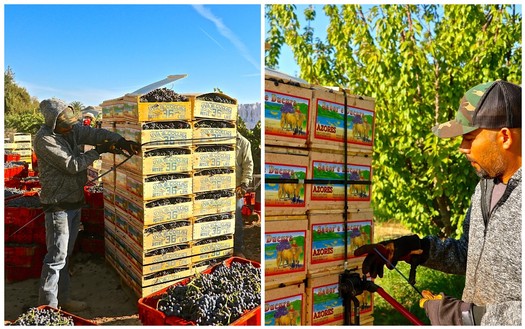 Workers harvesting grapes and packing boxes at Lodi vineyards for wine production.