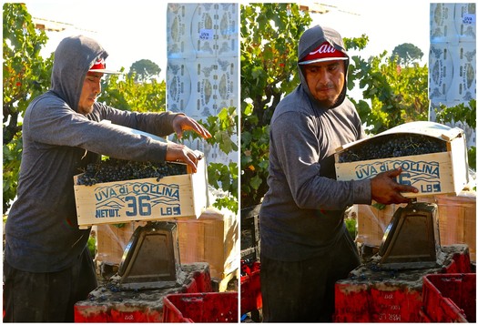 Workers harvesting grapes in a vineyard during the Lodi Winegrape season.