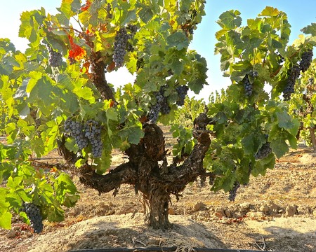 Grapevines with ripe grapes in a Lodi vineyard, showcasing premium wine grapes for winemaking.