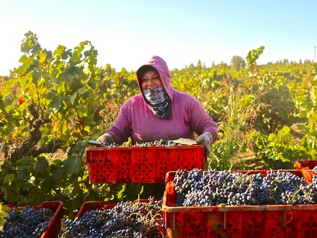 Worker harvesting grapes in Lodi vineyard during daytime, wearing a hoodie and face covering for sun protection.