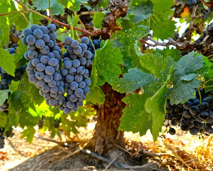 Close-up of ripe purple wine grapes on a vine in Lodi, California.