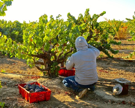 Worker harvesting grapes in a Lodi vineyard during the daytime for wine production.