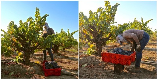 Workers harvesting grapes in a Lodi vineyard during the day with a red crate for grapes.