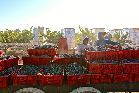 Workers harvesting grapes in Lodi, California, with red crates filled with freshly picked grapes.