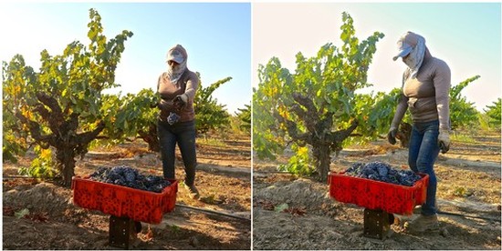 Woman harvesting grapes in Lodi vineyard with a red crate for grape collection.