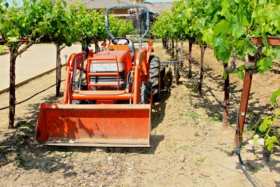 Orange tractor in a vineyard with lush green grapevines during harvest season.