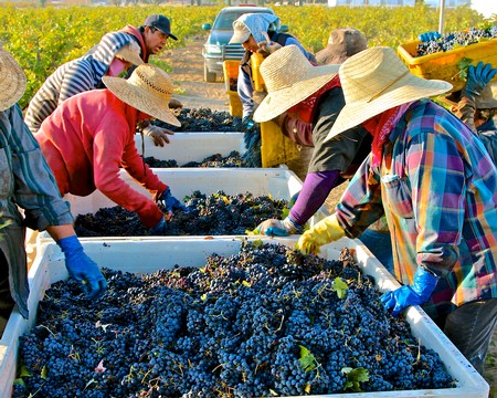Workers harvesting grapes in Lodi vineyards wearing wide-brimmed hats and gloves.