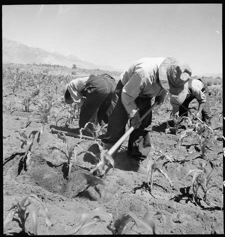 Workers harvesting winegrapes in Lodi vineyards during the harvest season.