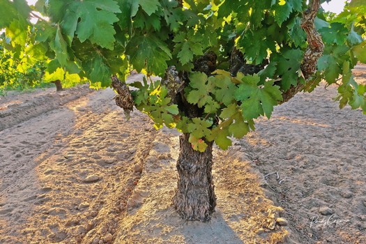 Close-up of a healthy winegrape vine in Lodi vineyard with green leaves and soil.