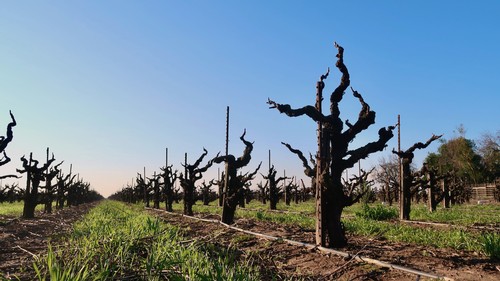 Pruned grapevines in a Lodi vineyard under a clear blue sky, showcasing the region's wine grape cultivation.