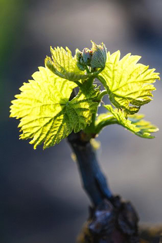Close-up of a young winegrape vinebud with bright green leaves in spring sunlight.