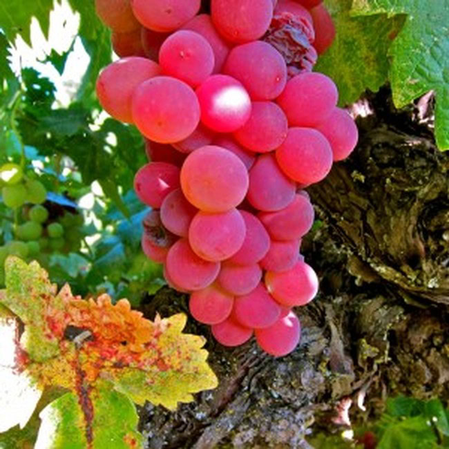 Close-up of a ripe pink winegrape cluster on the vine in Lodi, California.