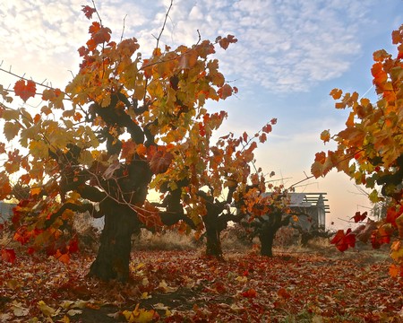 Autumn vineyard with grapevines and colorful fall leaves in Lodi, California.