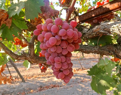 Close-up of a ripe pink winegrape cluster hanging from a vine in Lodi, California.