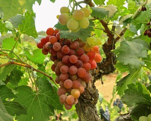 Close-up of ripe and unripe grapes on a vine in Lodi, California, showcasing the region's premium wine grapes.