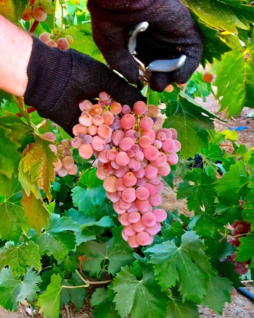 Worker harvesting pink grapes in Lodi vineyard with green leaves in the background.