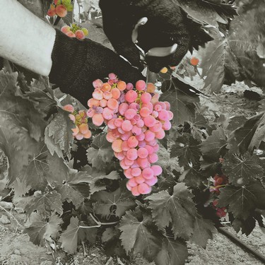 Close-up of a hand harvesting pink wine grapes in a vineyard, emphasizing grape quality and vineyard practices.