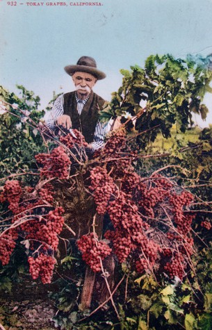 Vintage photo of a man harvesting Tokay grapes in a California vineyard, with lush grapevines and a clear sky.