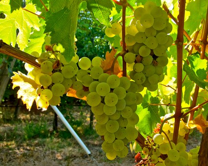 Green grapes hanging on vine in a Lodi vineyard during daytime.