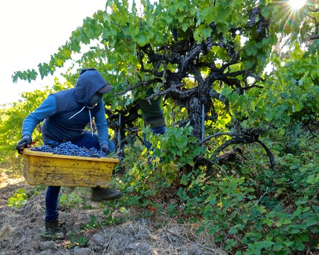 Worker harvesting grapes in a vineyard during the Lodi Winegrape Commission season.