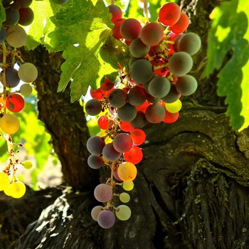 Close-up of ripe red and green wine grapes hanging from a vine in Lodi, California.